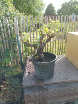 Druivenrank bonsai