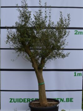 Olijfboom middelgroot formaat gladde stam