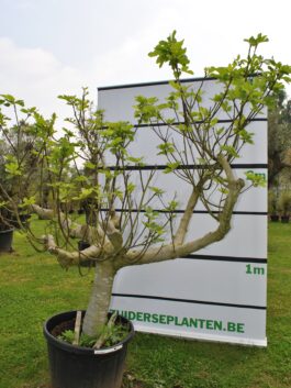 Vijgenboom middelgroot formaat (prijs op aanvraag)
