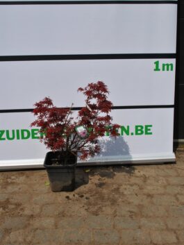Japanse Esdoorn “fireglow” bonsai